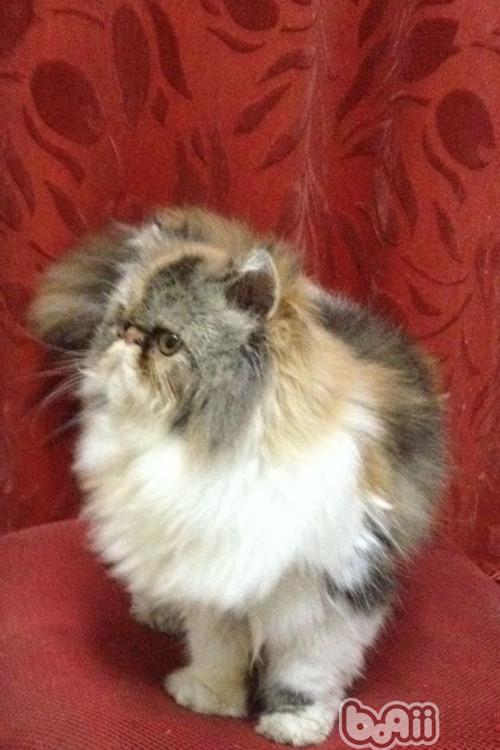 怎么用猫薄荷