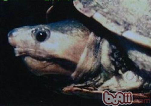 哥伦比亚泥龟的外貌特征