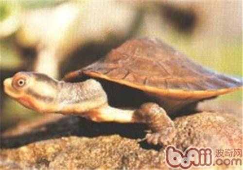 澳洲大头曲颈龟的形态特性