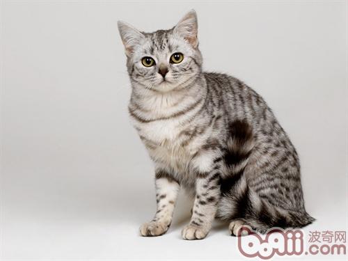 宠物猫牙齿护理应该注意什么