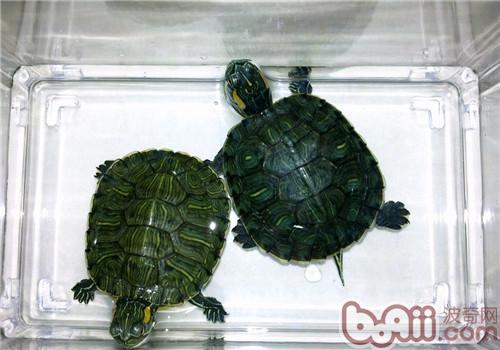 巴西龟不吃东西的解决方法