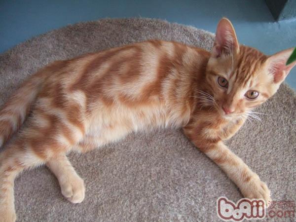 宠物猫拉肚子是什么原因及治疗