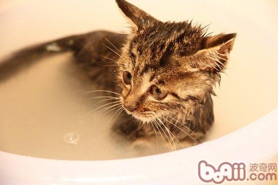 宠物猫为何会害怕水