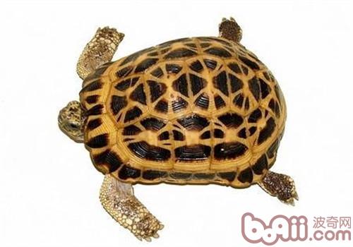 蜘蛛网龟被公认为难以养育的乌龟类型