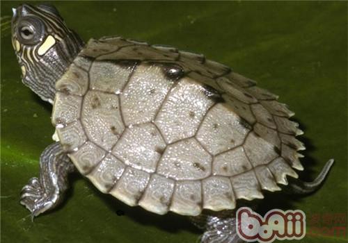 密西西比舆图龟的种类简介
