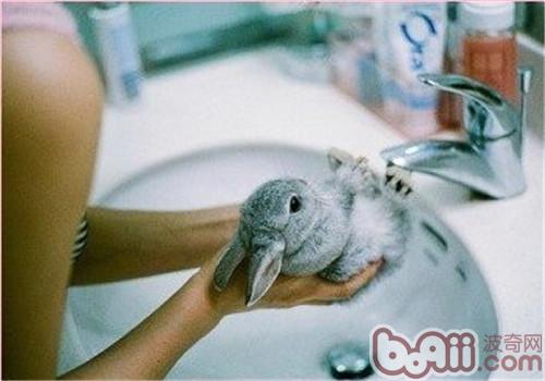 助宠物兔沐浴的方式历程