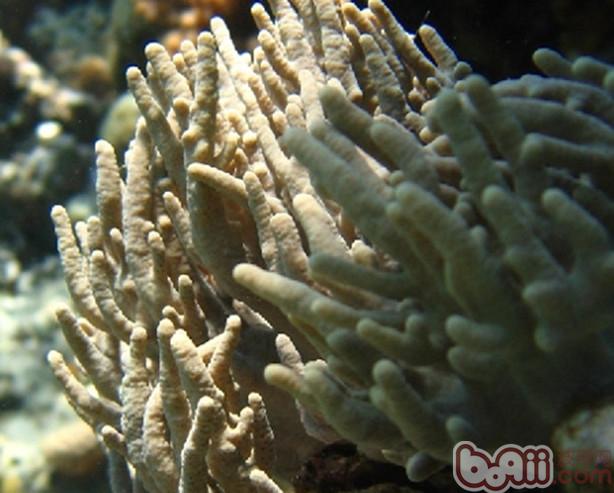 手指珊瑚的种类简介
