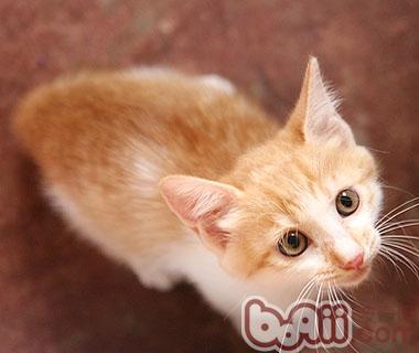 多大的宠物猫可以开始吃猫粮呢