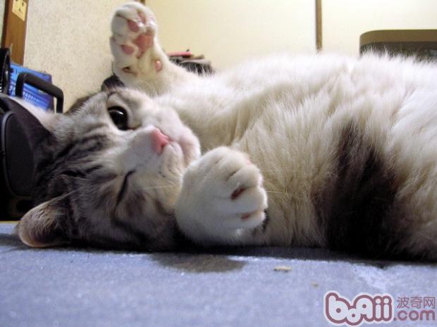 怎么样让宠物猫适应搬家后的新环境