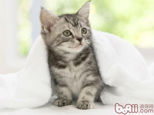 冬天为怕冷宠物猫保暖原则