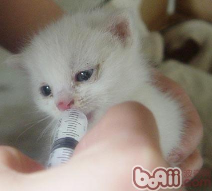 能否给猫喝牛奶
