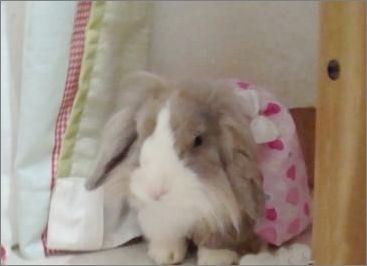为自己的兔兔DIY美衣