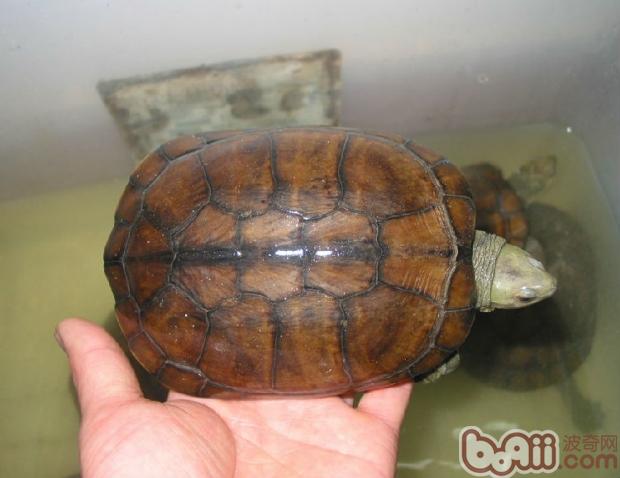 养殖黄喉拟水龟参考资料
