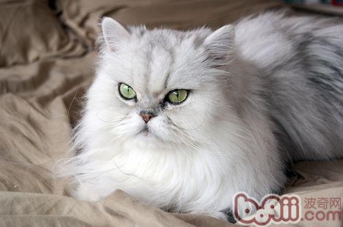 波斯猫有什么特征