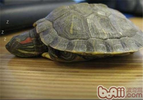 巴西红耳龟的喂食重心