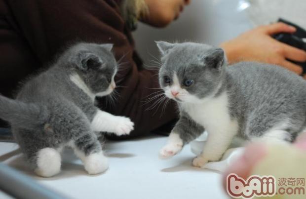 宠物猫表示好感的方法与宠物猫平时行为