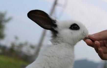 领会兔兔心理之泌尿体系