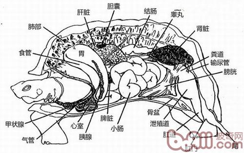 龟呼吸方式的详细介绍
