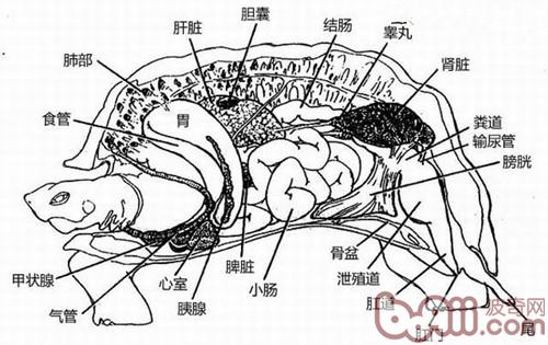 龟呼吸办法的仔细引见