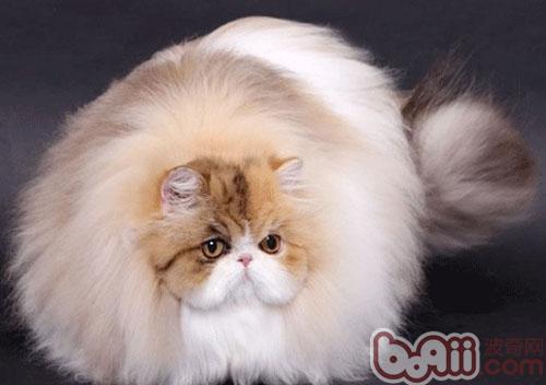 叫人哀愁的宠物猫换毛