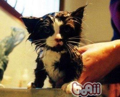 打疫苗前能否给宠物猫洗澡