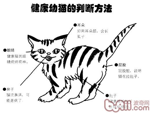 让你与爱猫零隔绝交战