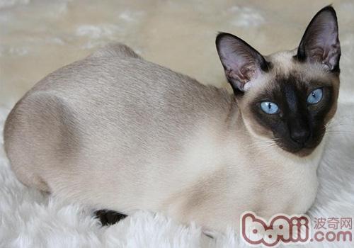 伯曼猫的形态特点是什么样的