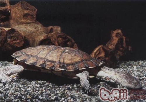 刺股蛇颈龟的生活环境