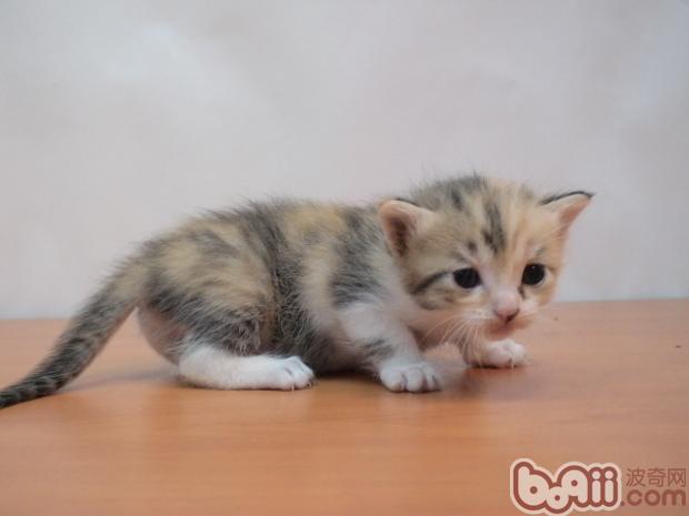 小白养猫，容易见到的食物风险需知