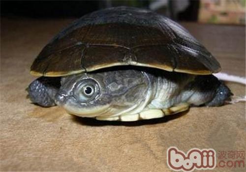 泥沼侧颈龟的种类简介