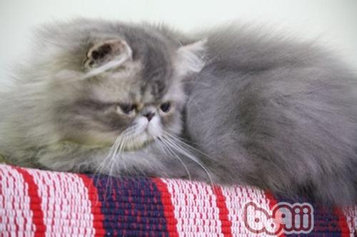 留宠物猫单独在家应该注意什么