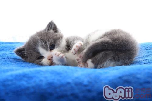 警惕家具对宠物猫的伤害