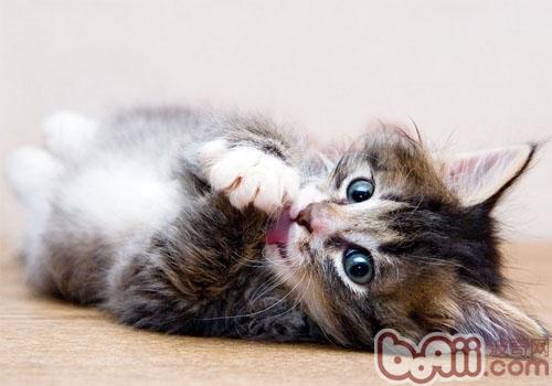 宠物猫会不会有歉疚的情感