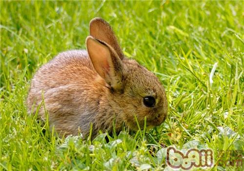 宠物兔健壮查瞅名目有哪些？
