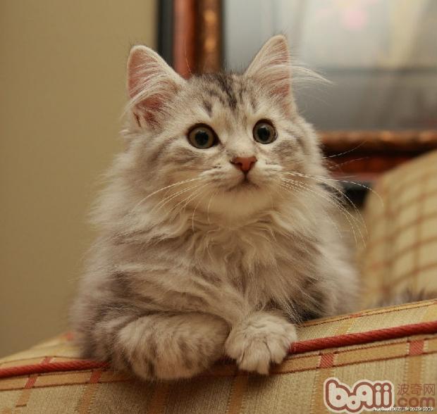 告诉你怎么样给宠物猫剪指甲