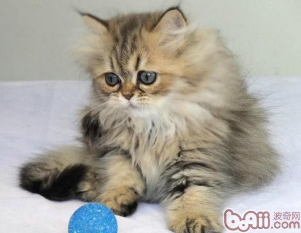 怎么样预防宠物猫中毒