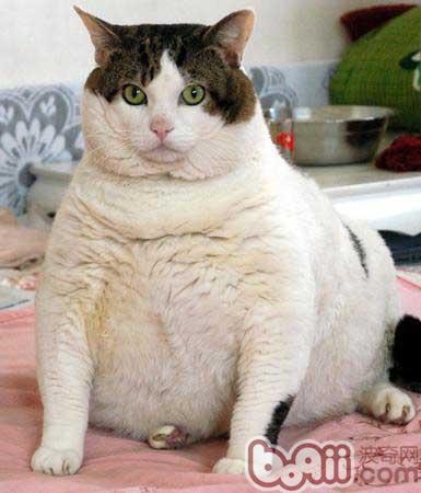 如何判断宠物猫是不是过胖