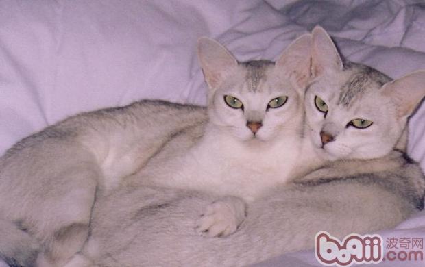 波米拉猫—漂亮贴心的公主