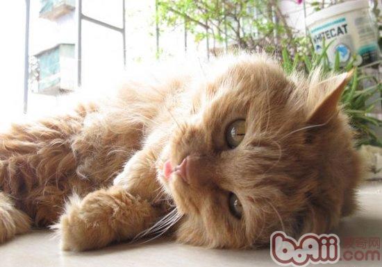 宠物猫睡姿及梦境行为分析