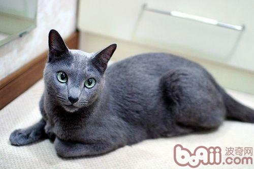 冬天天寒，请多给流浪猫一些关爱
