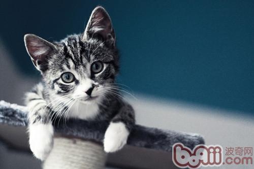 猫咪也护肤，美容健康两不误