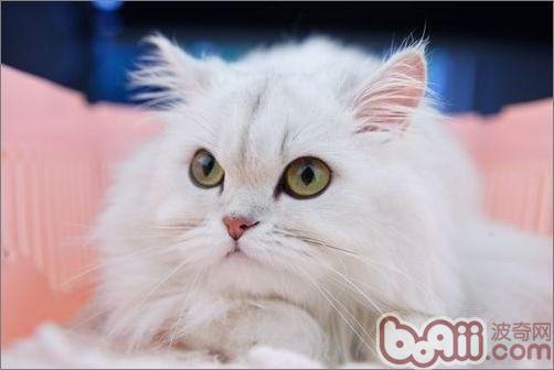 家庭养猫的平时护理及清洗