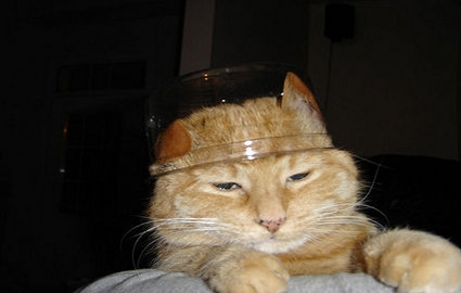 宠物猫挑食是什么原因剖析