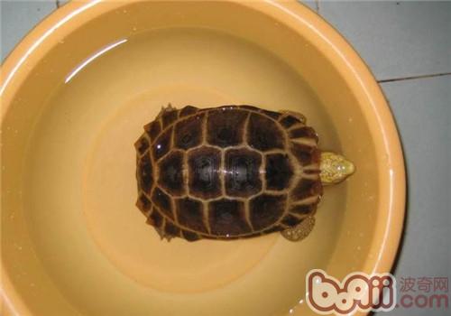 缅甸陆龟的生计情况安置