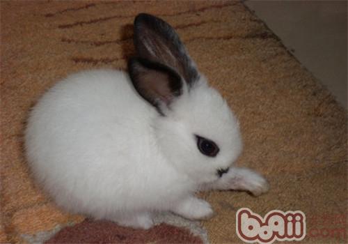 海棠兔的形态特性