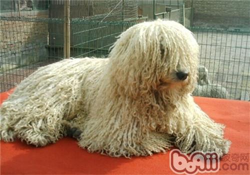 可蒙犬的瞅护知识