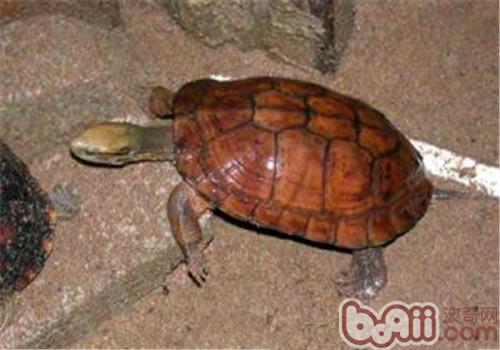 艾氏拟水龟的保护方式