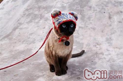 宠物猫外出旅游，你真的都筹备好了吗？