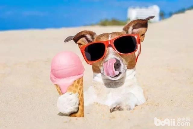 夏季给狗狗消暑的方式都有哪些？