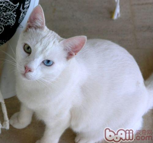 带小猫咪出境需知